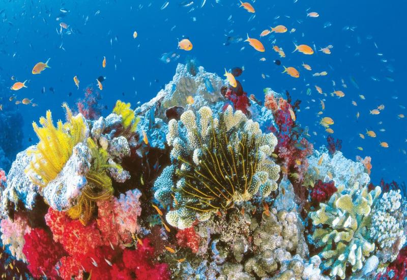 Australski znanstvenici uzgojili koralje otporne na više temperature